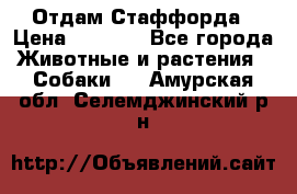 Отдам Стаффорда › Цена ­ 2 000 - Все города Животные и растения » Собаки   . Амурская обл.,Селемджинский р-н